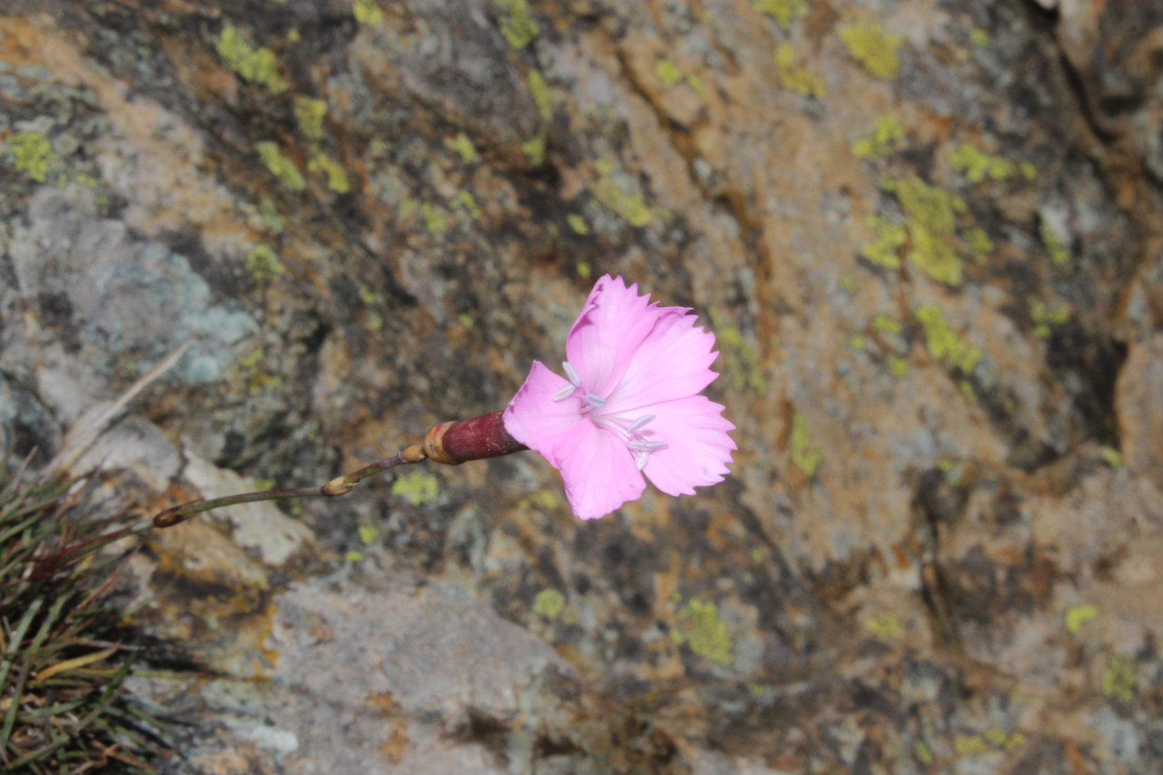 Dianthus sylvestris